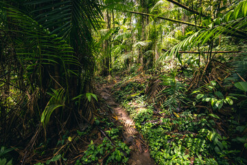 Canvas Print - Ecuador Rainforest. Green nature hiking trail path in tropical jungle. Mindo Valley - Nambillo Cloud Forest, Ecuador, Andes. South America.