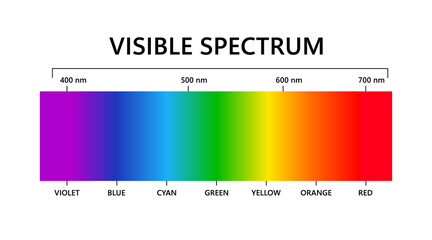 Visible light spectrum. Electromagnetic visible color spectrum for human eye. Vector gradient diagram with wavelength and colors. Educational illustration on white background.