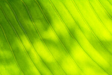 Green Leaf Texture On Natural Light Background.