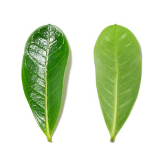 Wall Mural - green leaf isolated on white background.