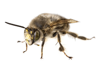 insects of europe - bees: macro of male Anthophora crinipes (Pelzbienen)  isolated on white background - front view