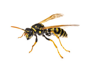 insects of europe - wasps: macro of european paper wasp ( polistes dominula) isolated on white backg