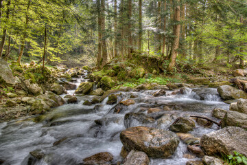  Il sottobosco con il Pesio