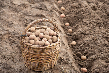 Poster - Full basket of potato for planting in the garden. Planting potatoes at home concept