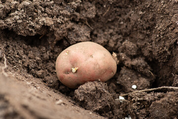 Poster - Close-up shot potato tuber in hole in the ground. Planting potato