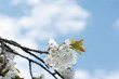 canvas print picture - Close-up of a white blooming cherry branch in front of blue sky with clouds