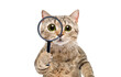 Portrait of a funny curious cat scottish straight looking through a magnifying glass isolated on a white background
