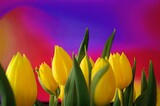 Fototapeta Tulipany - Wiosenne tulipany na pięknym kolorowym tle
