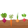 Organic vegetables beetroot, carrot, onion, radish growing in the ground, farming. Roots growing on vegetable patch. Vector illustration