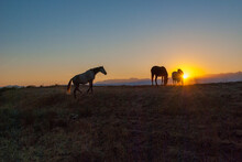 Horses In The Sunset