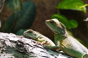 Closeup shot of two green lizards crawling together on a tree with natural blurred background