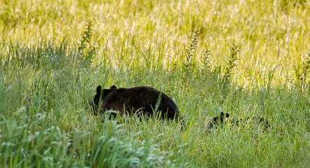 Sticker - Big and a baby black bears (Ursus americanus) lying in the grass