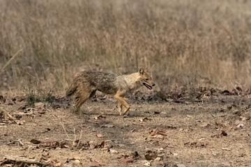 Poster - Jackal in the bush, Canis mesomelas