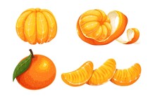 Peeled Whole Tangerine Or Mandarin Vector Illustration. Whole Tangerine With Leaf, Peeled Mandarin Fruit With Twist Skin, Mandarin Or Tangerine Slices, Vector Illustration.