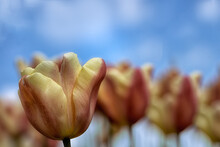 Closeup Of Flowers Of Tulipa 'Apricot Foxx' Against A Blue Sky In Spring
