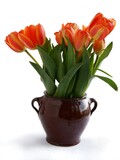 Fototapeta Tulipany - pretty,multicolor flowers of tulips close up
