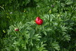 Paeonia peregrina is a species of flowering plant in the peony family Paeoniaceae, native to Southeastern Europe and Turkey. It is an erect, herbaceous perennial with 9-lobed, deeply divided leaves. 