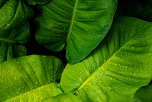 Tropical Green Leaf With Water Drops