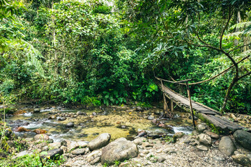 Canvas Print - Ecuador Tropical Rainforest. Hiking trail in Amazon Cloud Forest. Jungle path to Hola Vida Waterfall. Puyo, Ecuador. South America.