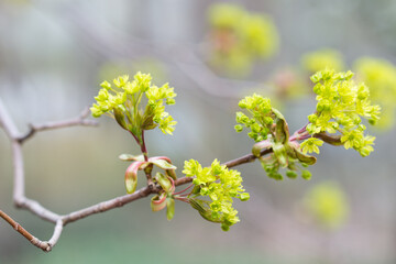 Wall Mural - spring maple flowers closeup selective focus