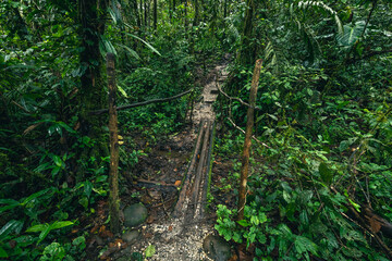 Wall Mural - Ecuador Tropical Rainforest. Hiking trail in Amazon Cloud Forest. Jungle path to Hola Vida Waterfall. Puyo, Ecuador. South America.