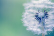 Closeup of dandelion with blurred background, artistic nature closeup. Spring summer meadow field banner. Beautiful relaxing macro photo, sunny spring summer nature flora. Artistic natural texture