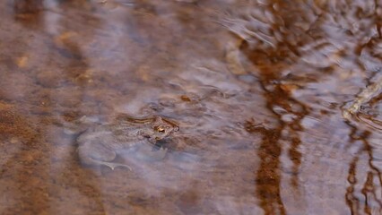 Poster - Frog swims in the murky water of a pond in close-up.