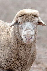 Sticker - Vertical shot of a fluffy sheep in a rural area on a blurred background