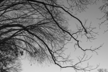 Grayscale Of Leafless Tree Branches During Autumn In Towne Lake Park, McKinney, Texas