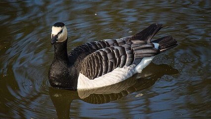 Wall Mural - Closeup of a Barnacle goose swimming in the pond