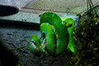 Beautiful shot of green tree python hanging on an artificial plant in its enclosure during daytime