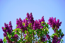 Blooming Lilac Tree With Blue Sky Background.
