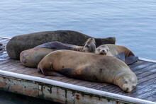 Sea Lions Sleeping On A Pier