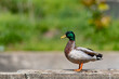 Male mallard duck with a shallow depth of field and copy space
