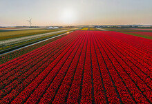 Panoramic Aerial View Of A Colourful Tulips Field, The Netherlands.