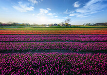 Panoramic Aerial View Of A Colourful Tulips Field, The Netherlands.