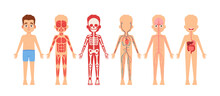 Human Body Organ Systems Educational Anatomy Physiology For Children. Boy With Anatomy Skeleton, Nervous, Circulatory