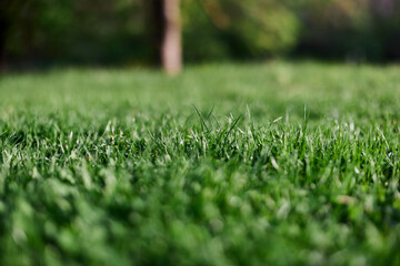 Wall Mural - Green spring grass growing in a clearing, taken close-up in sunlight