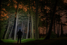 Paseo Nocturno Por El Bosque Alumbrando Con Linterna En Plena Naturaleza Rodeado De Pinos
