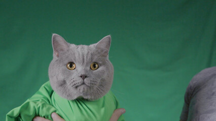 Man holds grey cat on green background. Stock footage. Close-up of man holding cat in green blanket on green isolated background. Studio area with green background and cat