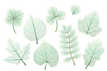 Wall Mural - Set, green leaves veins. Vector illustration.