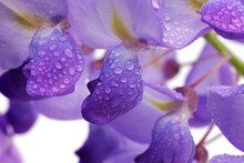 Wisteria Purple Spring Flowers With Water Drops Isolated On White Background