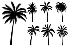 Palm Trees Set Silhouette, On White Background, Isolated, Vector