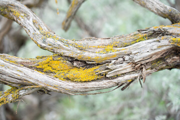 Wall Mural - Sage brush bark