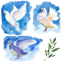 Watercolor Painting. White Pigeons Set With Olive Branch.