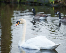 White Swan Swimming In A Lake With Ducks Swimming In The Background