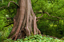 Closeup Shot Of A Big Tree With Strong Roots