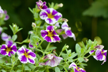 Wall Mural - Closeup shot of a Seaside petunia flower in the garden