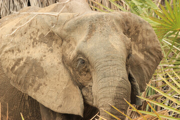 Poster - Close-up shot of an African elephant eating in elephants reserve in Tanzania