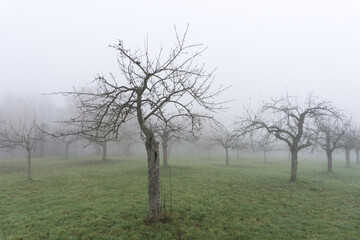 Sticker - Photo of a bare tree in winter with dense fog and other trees in the background in Darmstadt